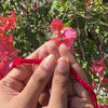 Shiv Shakti Rakhi